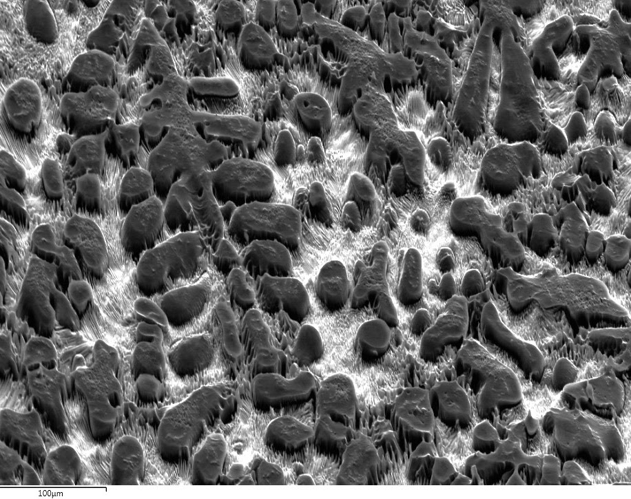Fossilized Bones — SEM image of a corroded Mg alloy surface showing pitting attack morphology at 100 µm scale, resembling a fossil bed.
