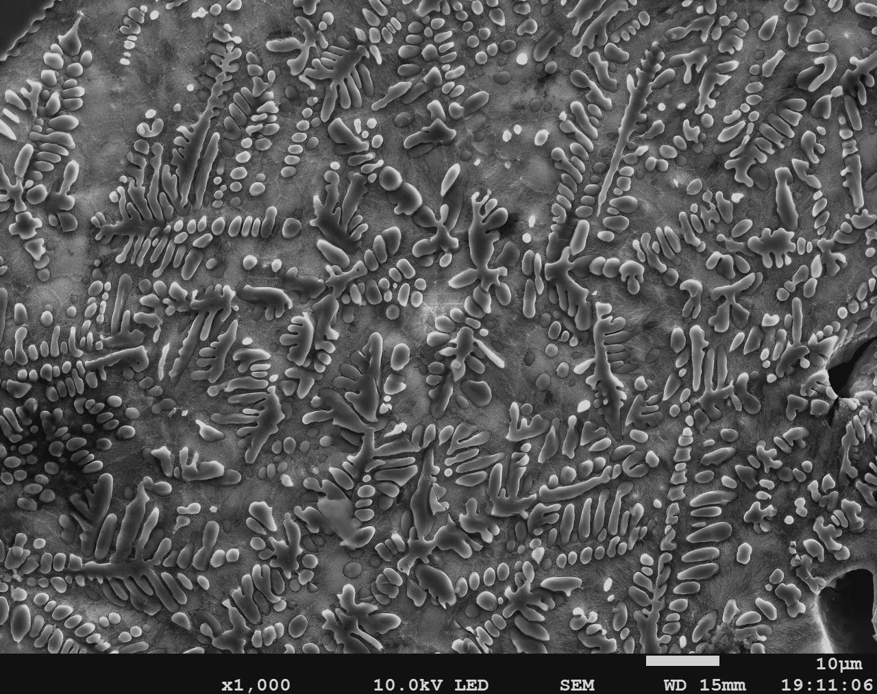 Micro Flowers — SEM image of dendritic Mg₂Ca precipitates in a Mg–Ca alloy, forming fern-like patterns at grain boundaries. ×1000, 10 µm.